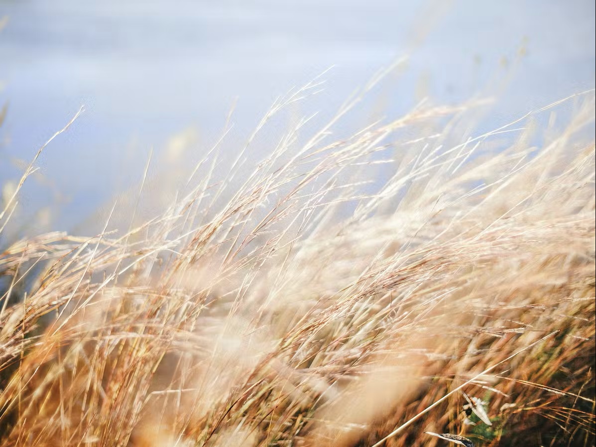 Bild Der Wind weht über das Feld